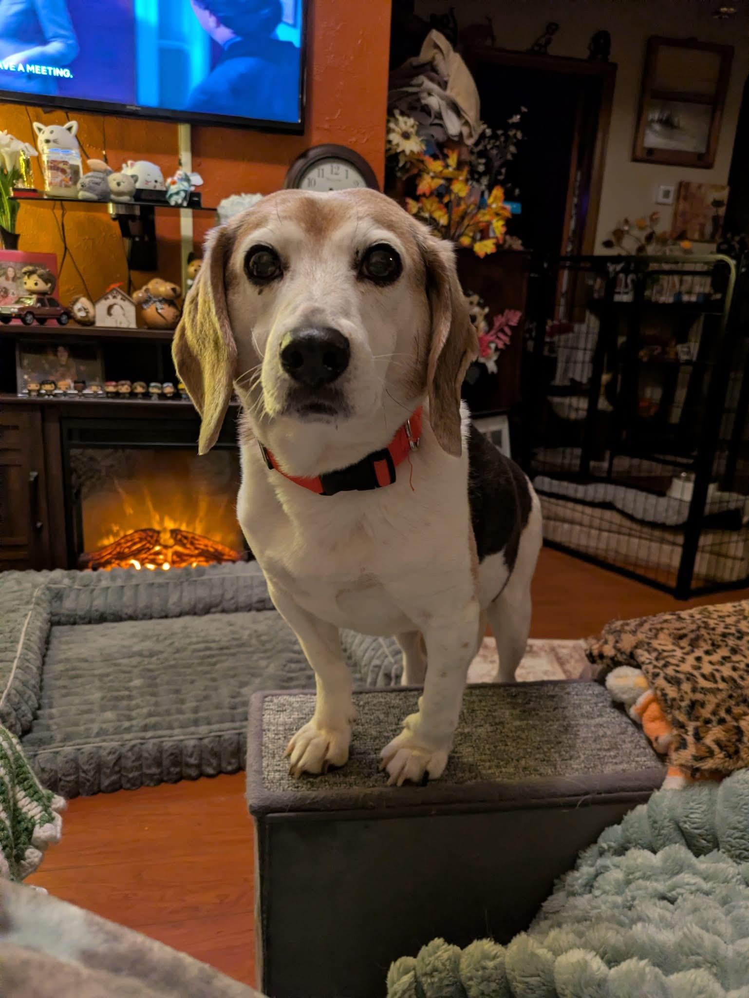 Enlarge Luca, a ADOPTABLE Beagle in Knox, IN image 1/6