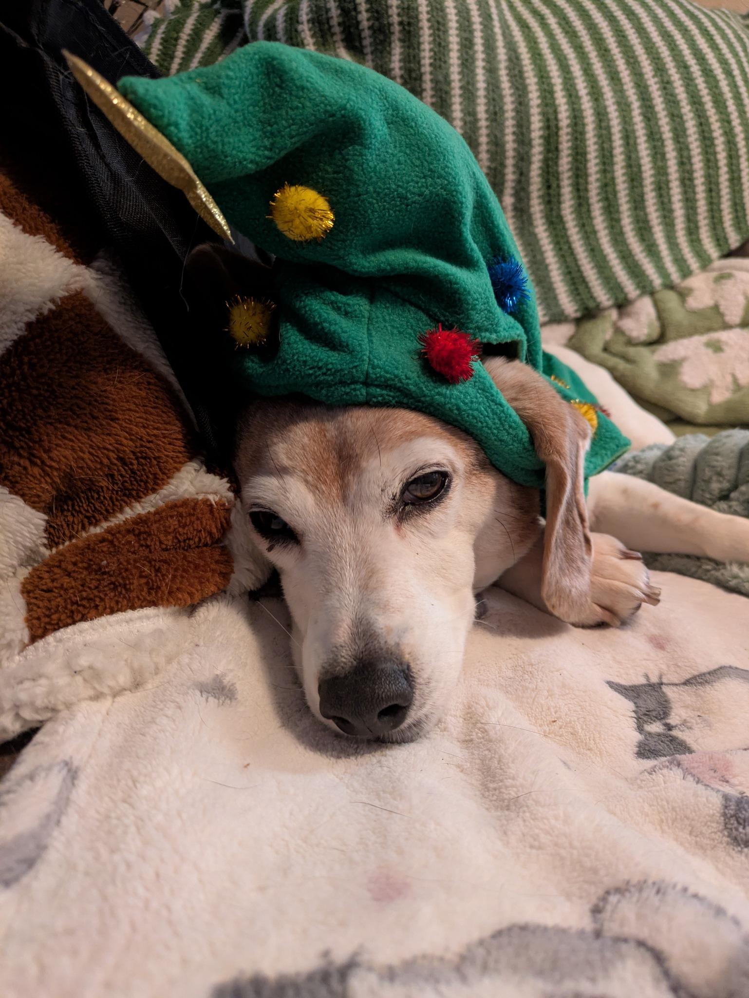 Luca, a ADOPTABLE Beagle in North Judson, IN image 4/5