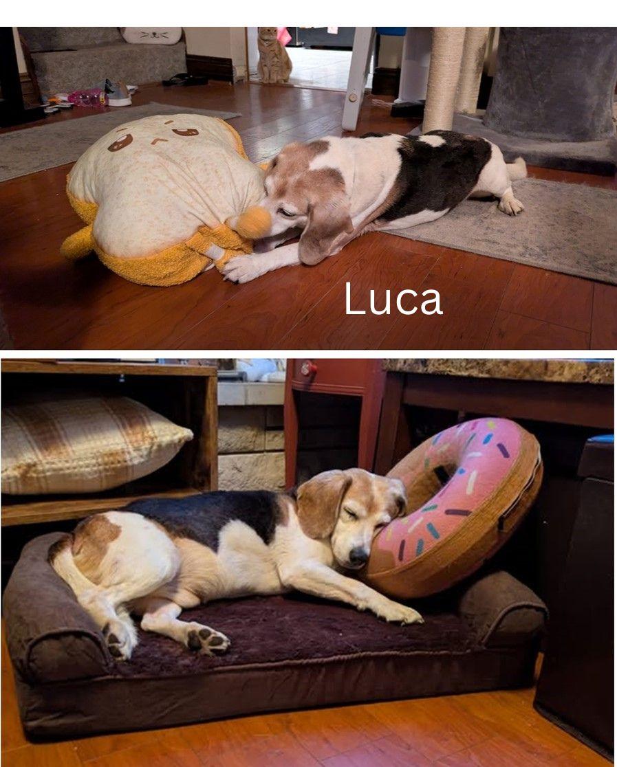 Luca, a ADOPTABLE Beagle in North Judson, IN image 3/5