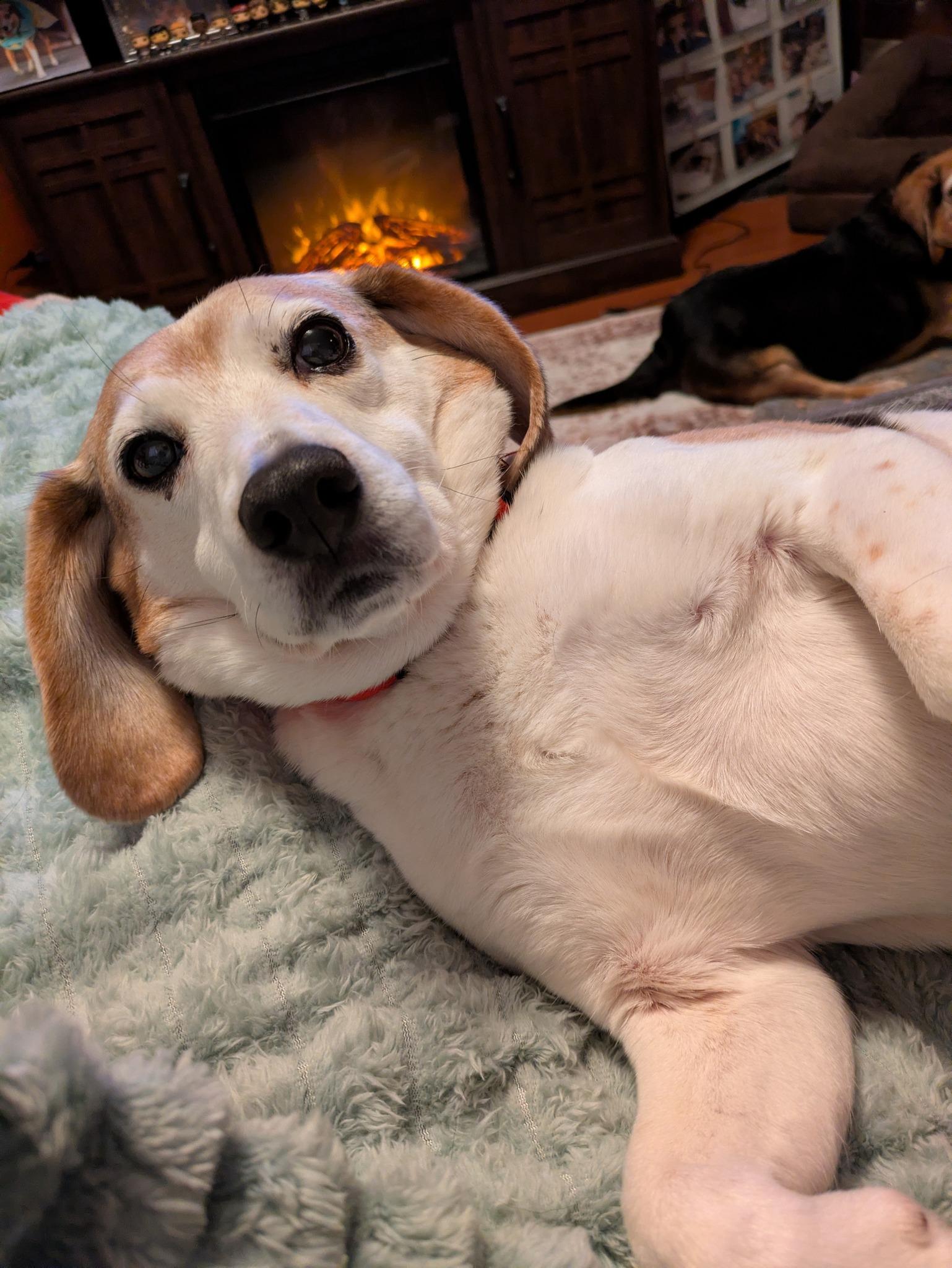 Luca, a ADOPTABLE Beagle in North Judson, IN image 1/5