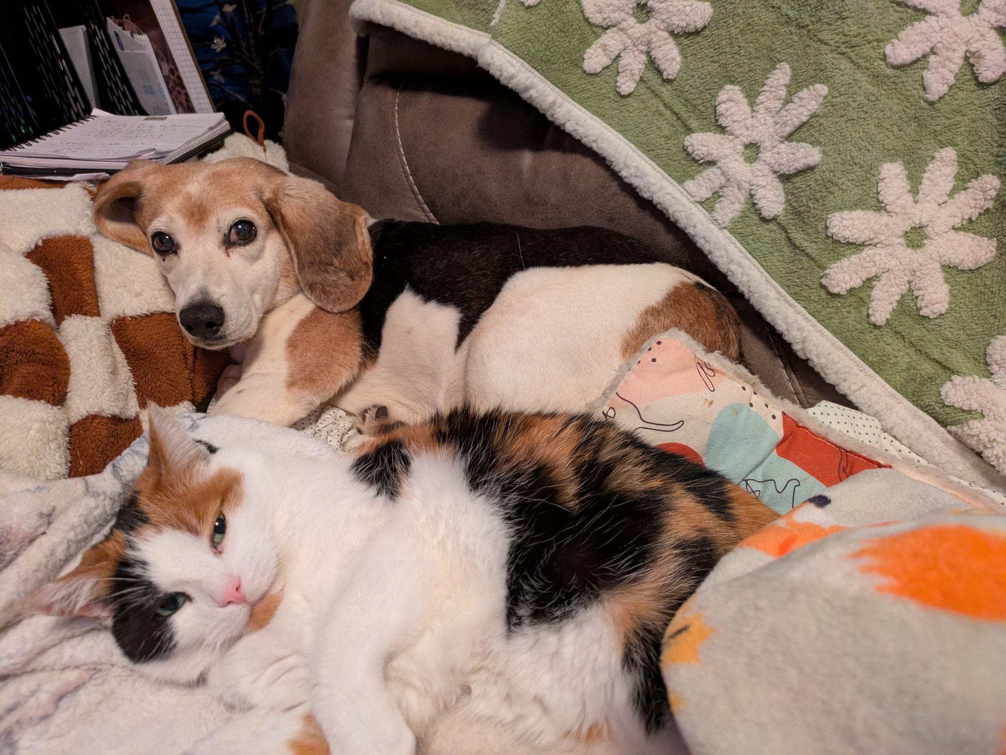 Luca, a ADOPTABLE Beagle in North Judson, IN image 5/5