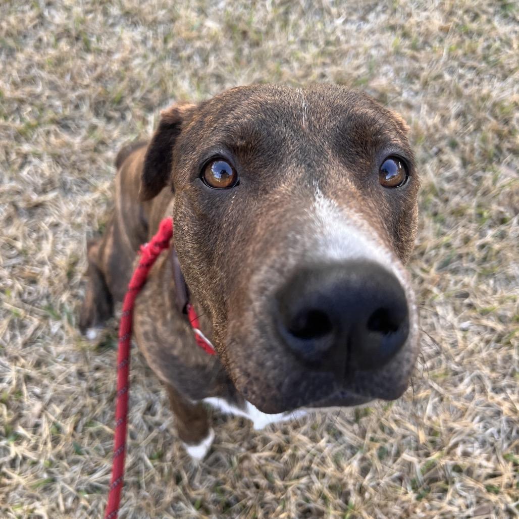 Enlarge Coffee, a Adoptable mixed breed in Corpus Christi, TX image 1/6