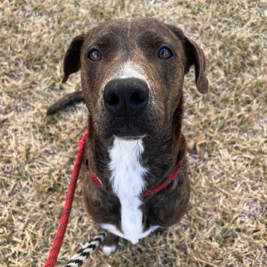 Enlarge Coffee, a Adoptable mixed breed in Corpus Christi, TX image 2/6