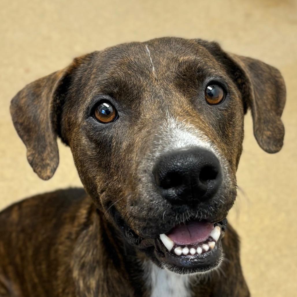 Enlarge Coffee, a Adoptable mixed breed in Corpus Christi, TX image 3/6