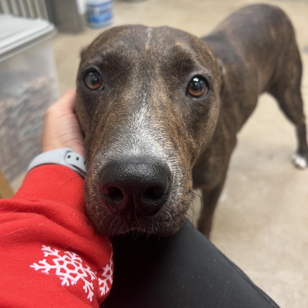 Enlarge Coffee, a Adoptable mixed breed in Corpus Christi, TX image 4/6