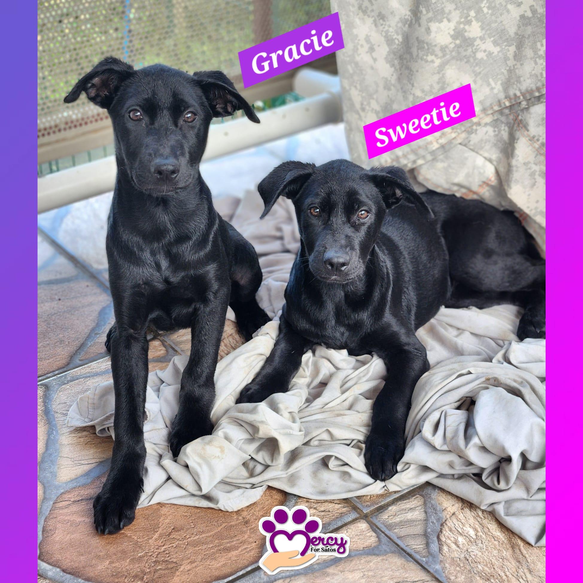 Enlarge Gracie & Sweetie, a Adopted mixed breed in Barranquitas, PR image 1/1