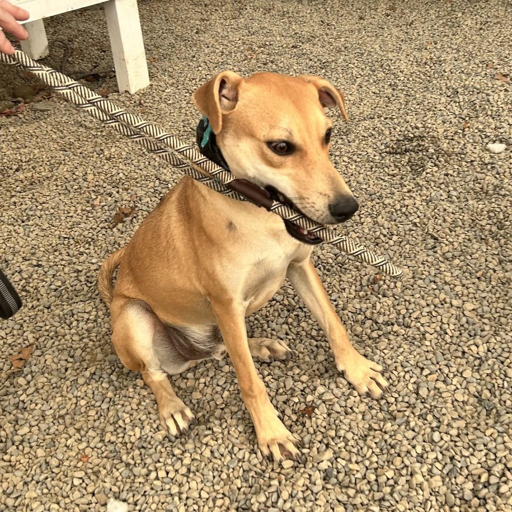 Truck — thumbnail 4