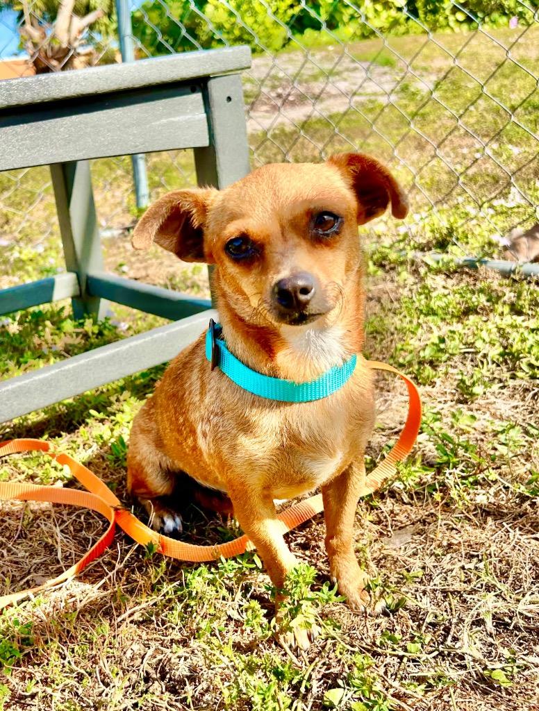 Enlarge Cenicienta, a Adoptable Chihuahua in Cape Coral, FL image 1/1