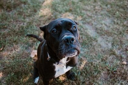 Izzy, Adoptable, Adult Female Cane Corso.