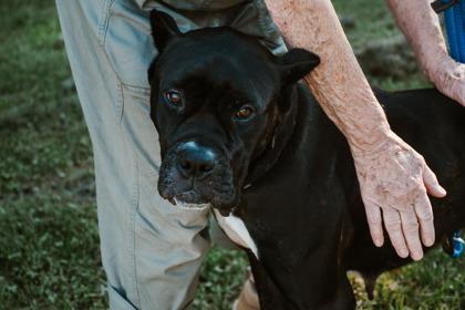 Enlarge Izzy, a Adoptable mixed breed in Belleville, MI image 3/3