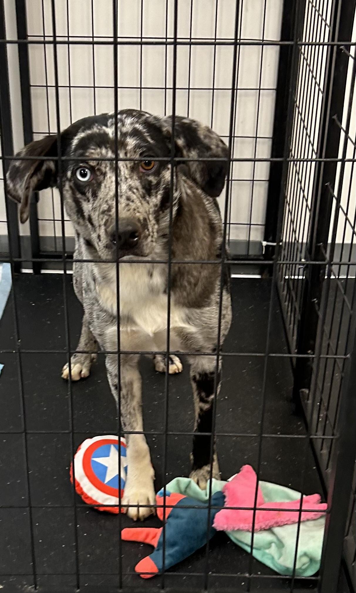 Katz, Adoptable, Adult Female Catahoula Leopard Dog.