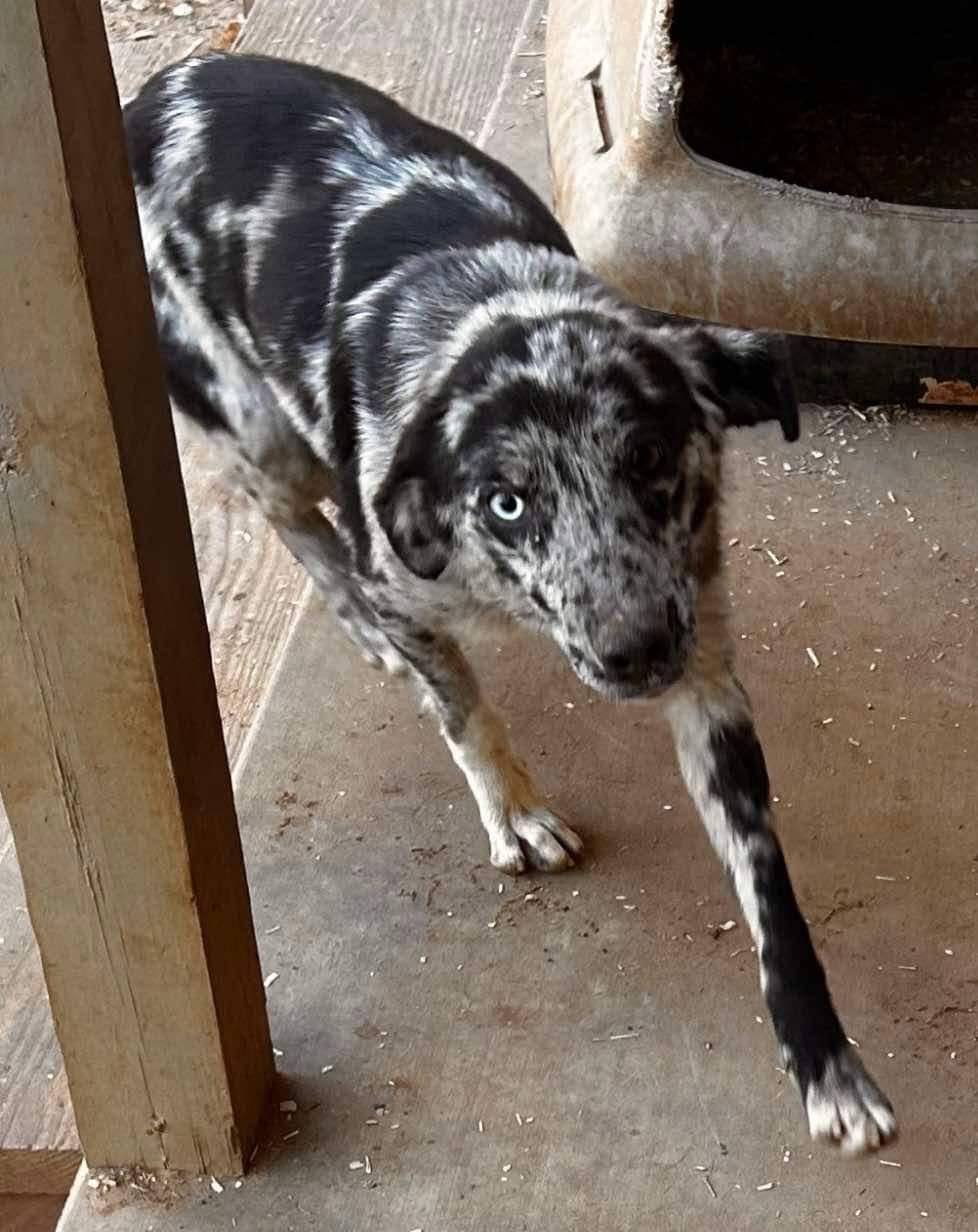 Enlarge Katz, a Adoptable mixed breed in Paris, TX image 2/3