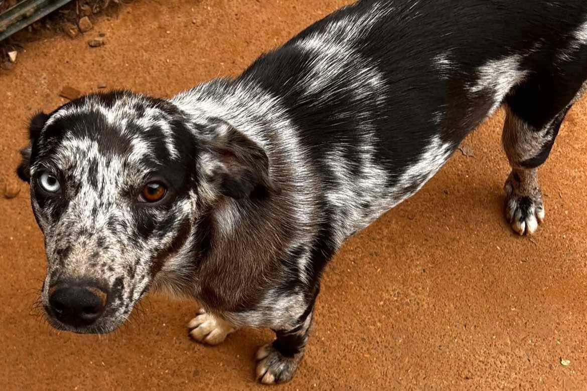 Enlarge Katz, a Adoptable mixed breed in Paris, TX image 3/3