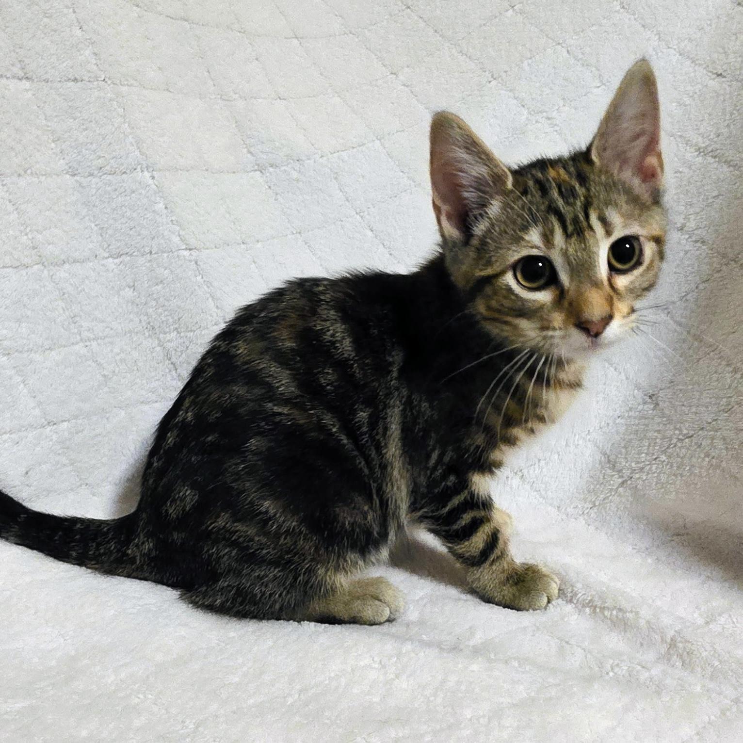 Ann, adopted, Young Female Torbie.