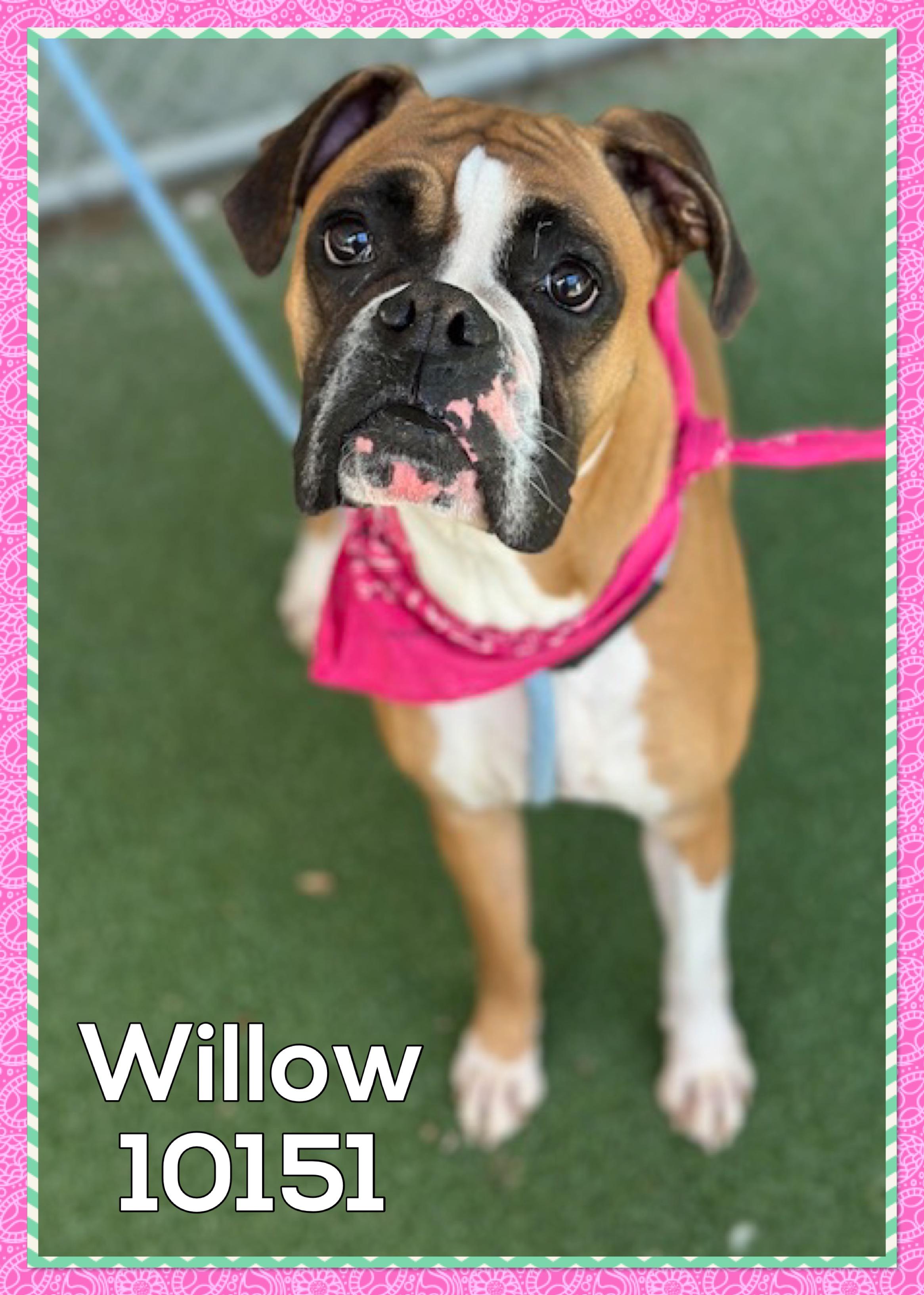 This beautiful girl is Willow She was surrendered to the shelter on 520 along with her brotherbes