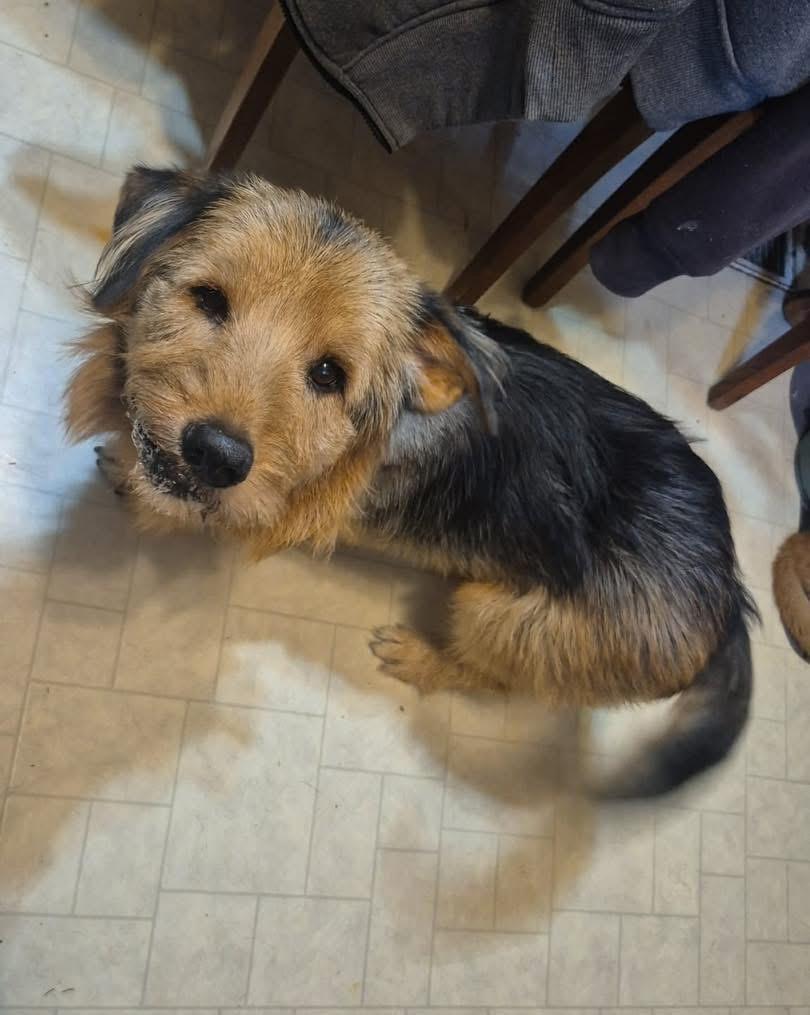 Bentley, a Adoptable mixed breed in Richmond, KY image 2/6