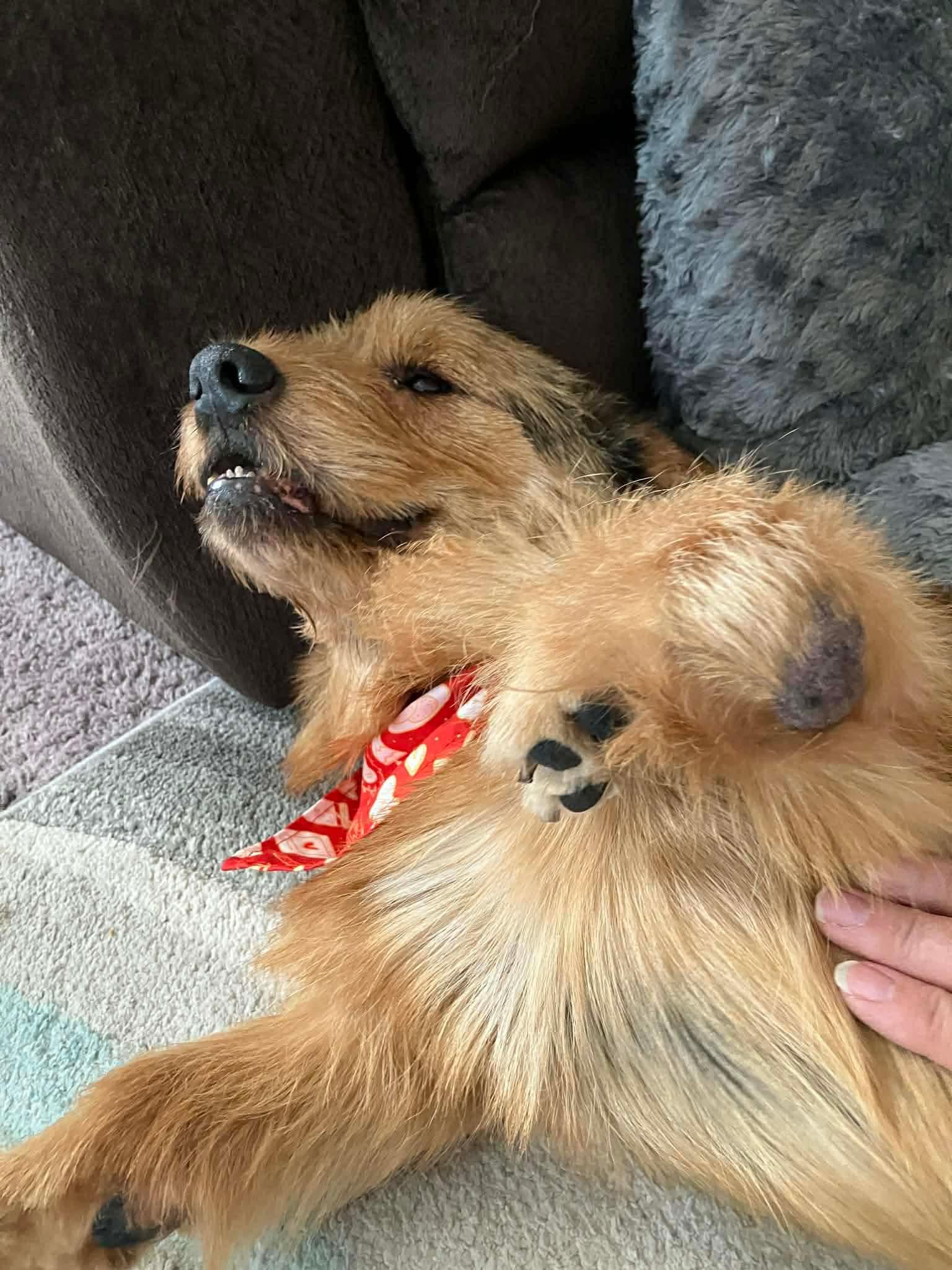 Bentley, a Adoptable mixed breed in Richmond, KY image 3/6