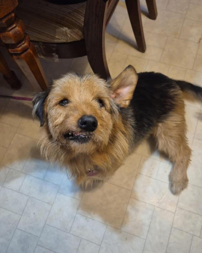 Bentley, a Adoptable mixed breed in Richmond, KY image 4/6