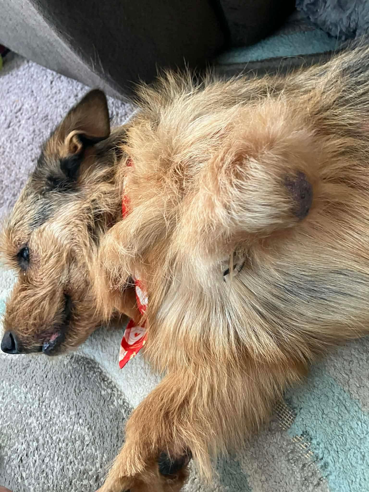 Bentley, a Adoptable mixed breed in Richmond, KY image 5/6