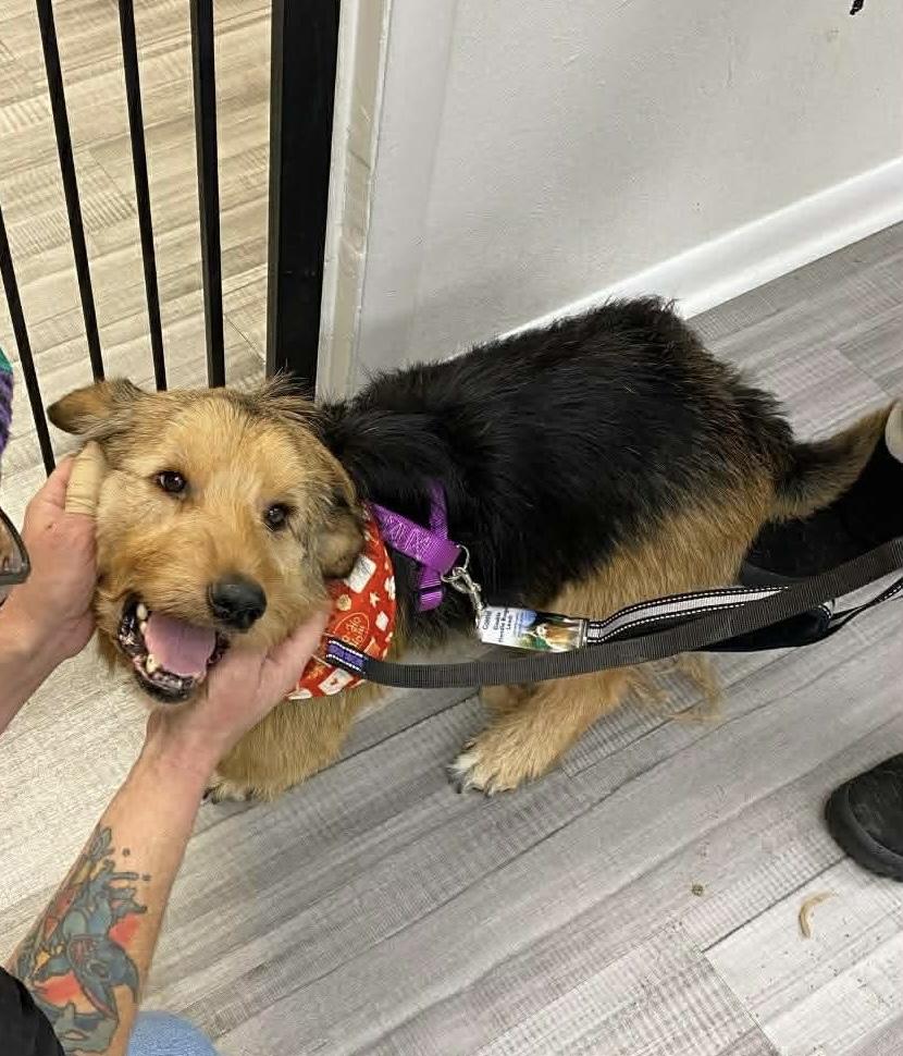 Bentley, a Adoptable mixed breed in Richmond, KY image 6/6