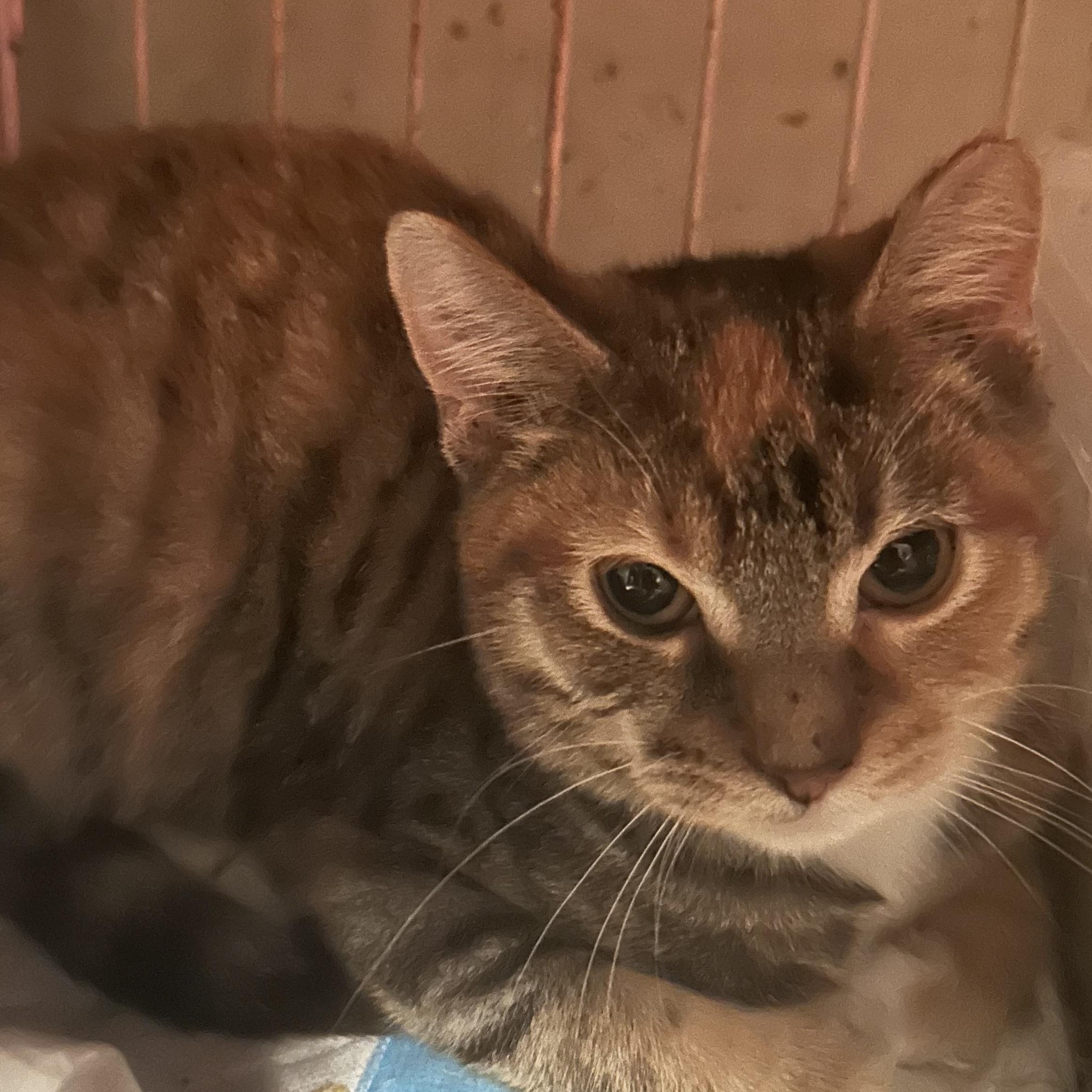 Enlarge Neapolitan , a Adoptable mixed breed in Parma, OH image 1/1