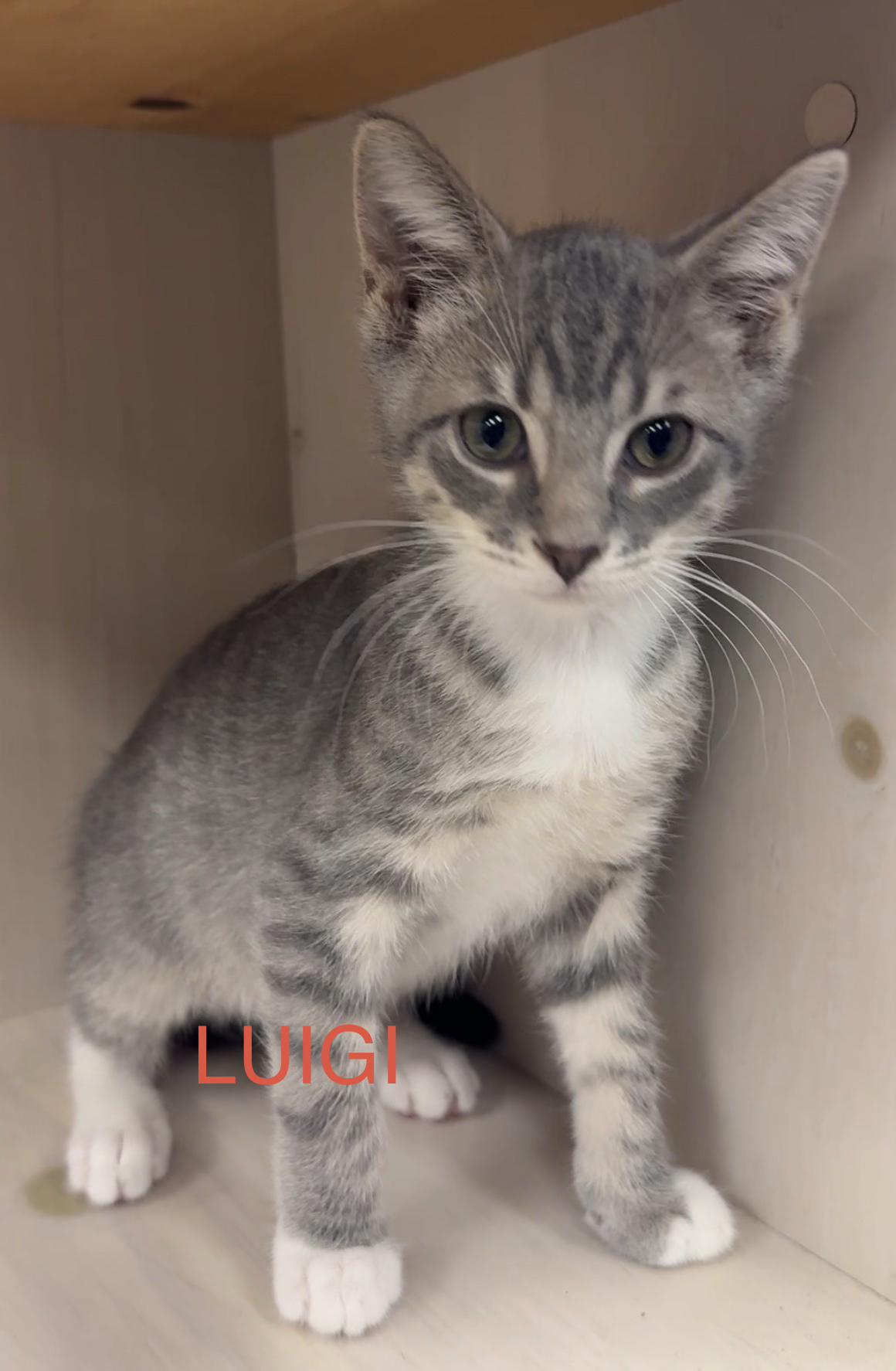Enlarge Luigi, a Adoptable Domestic Short Hair in South Elgin, IL image 1/1