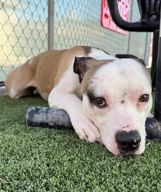 MINI MACK, Adoptable, Young Male Pit Bull Terrier & Terrier.