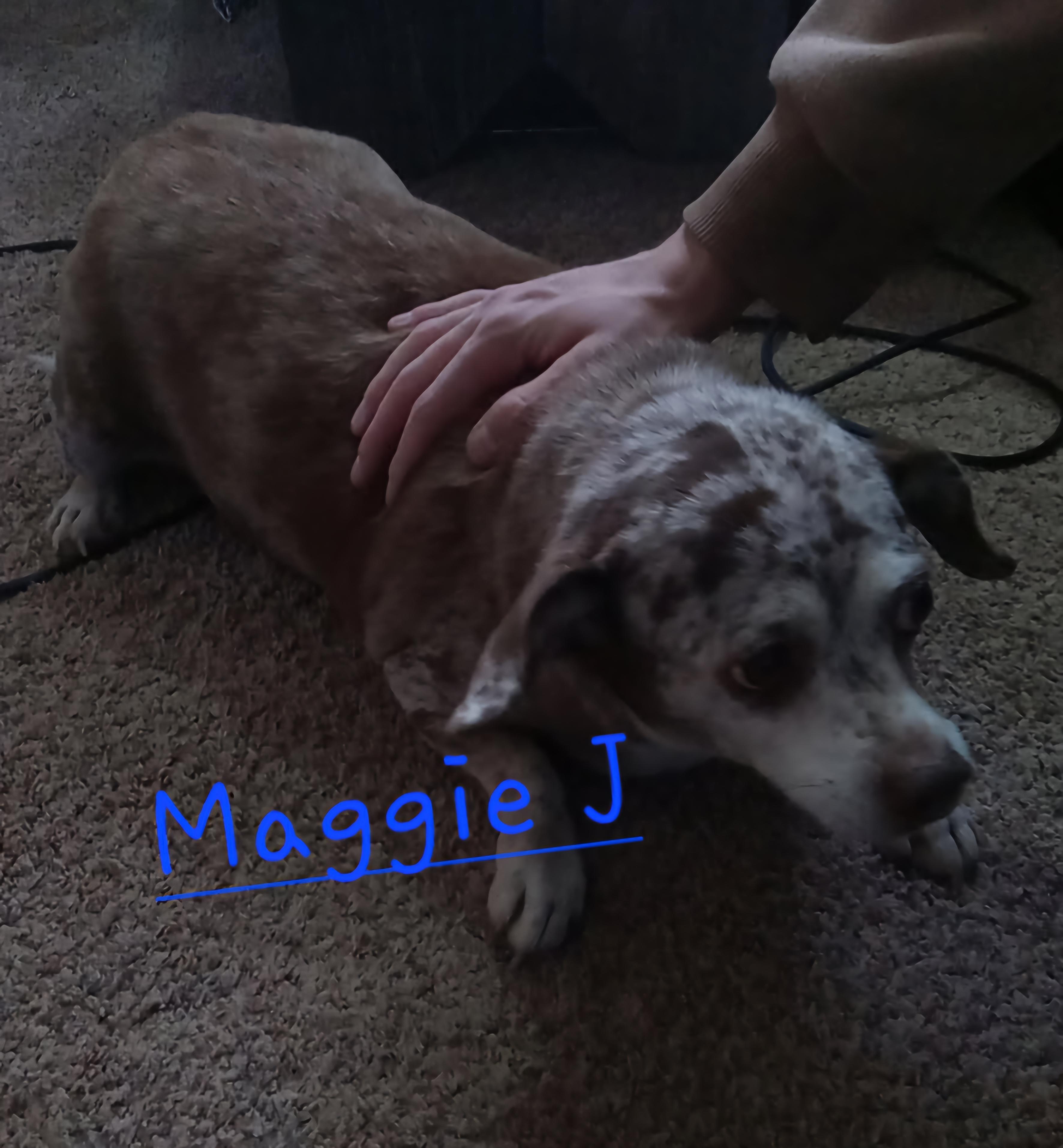 Enlarge Maggie J, a Adopted mixed breed in Nucla, CO image 1/1