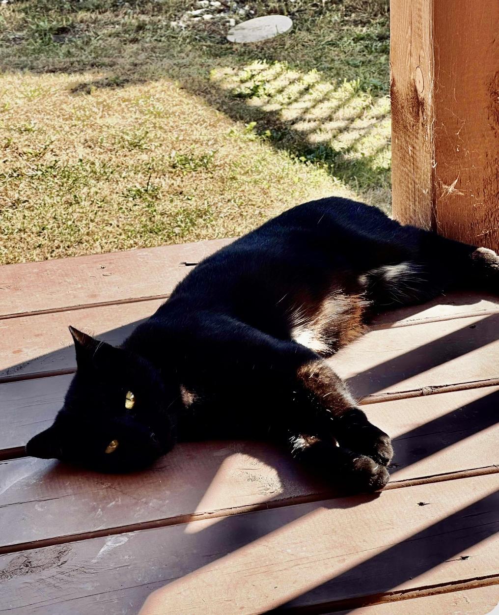 Enlarge Scotty-Pet Valu Port Credit, a Adoptable Domestic Short Hair in Mississauga, ON image 2/6