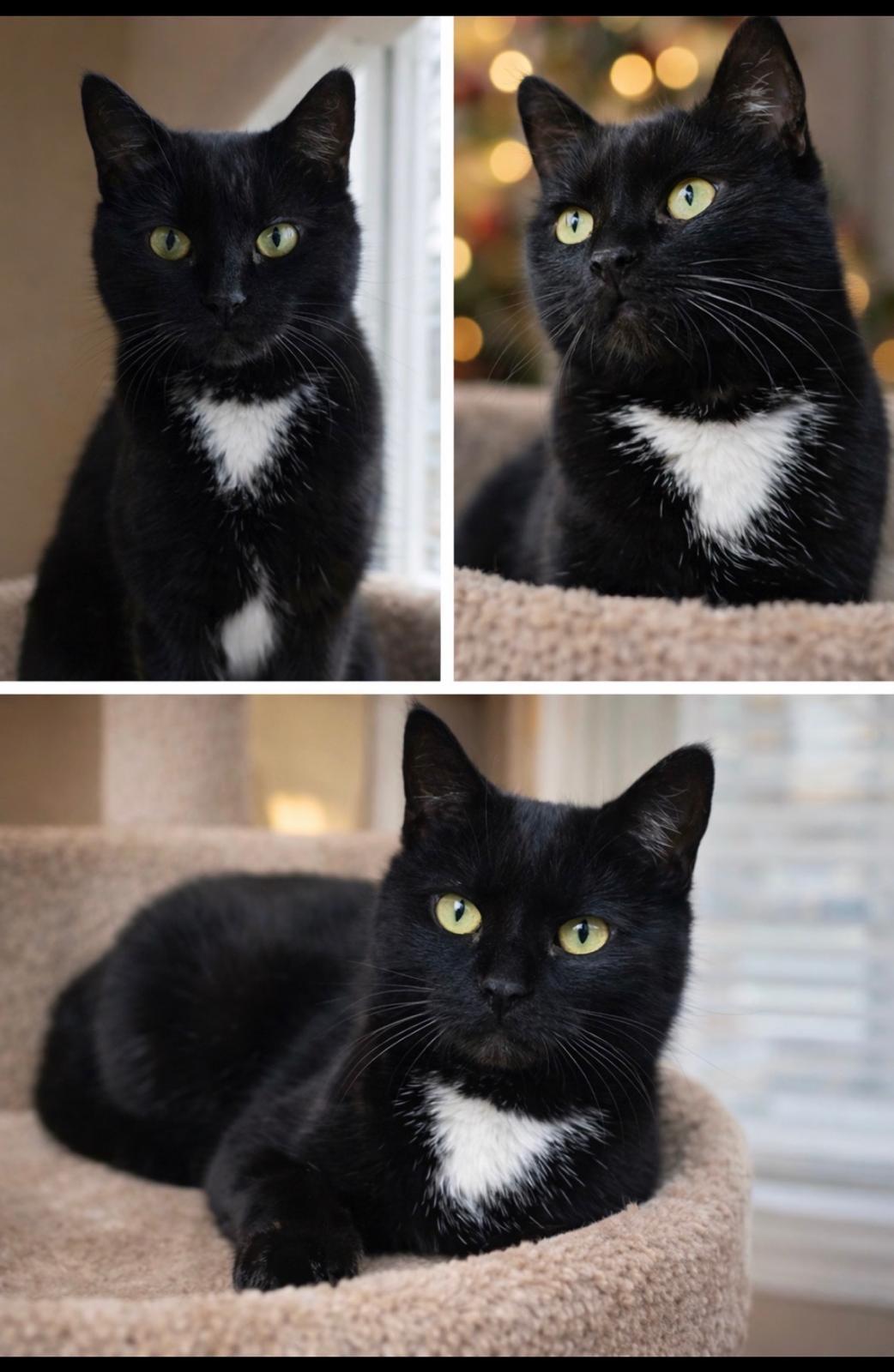 Enlarge Zoe aka Scotty-Pet Valu Port Credit, a Adoptable Domestic Short Hair in Mississauga, ON image 2/5