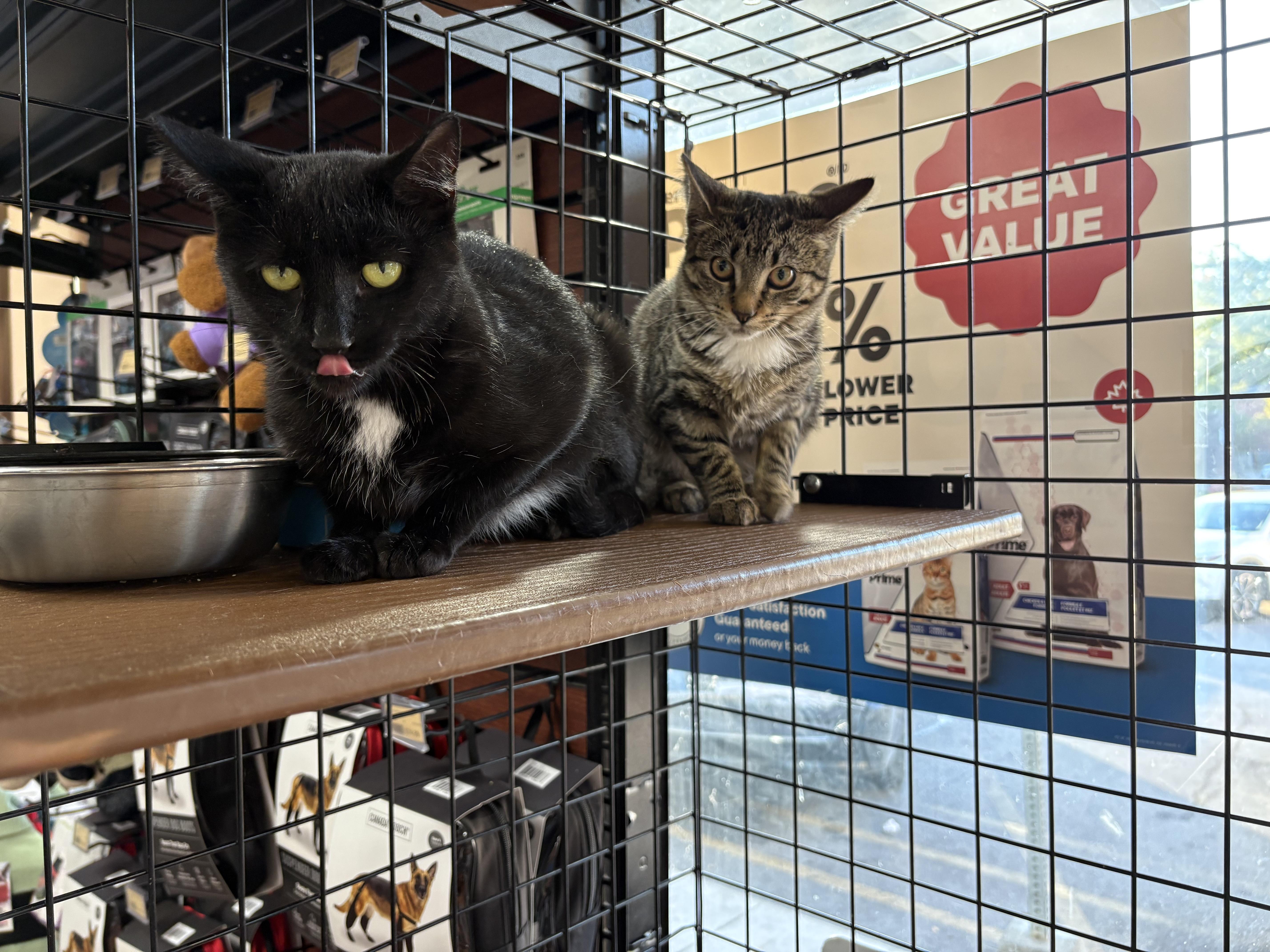 Enlarge Scotty-Pet Valu Port Credit, a Adoptable Domestic Short Hair in Mississauga, ON image 3/6