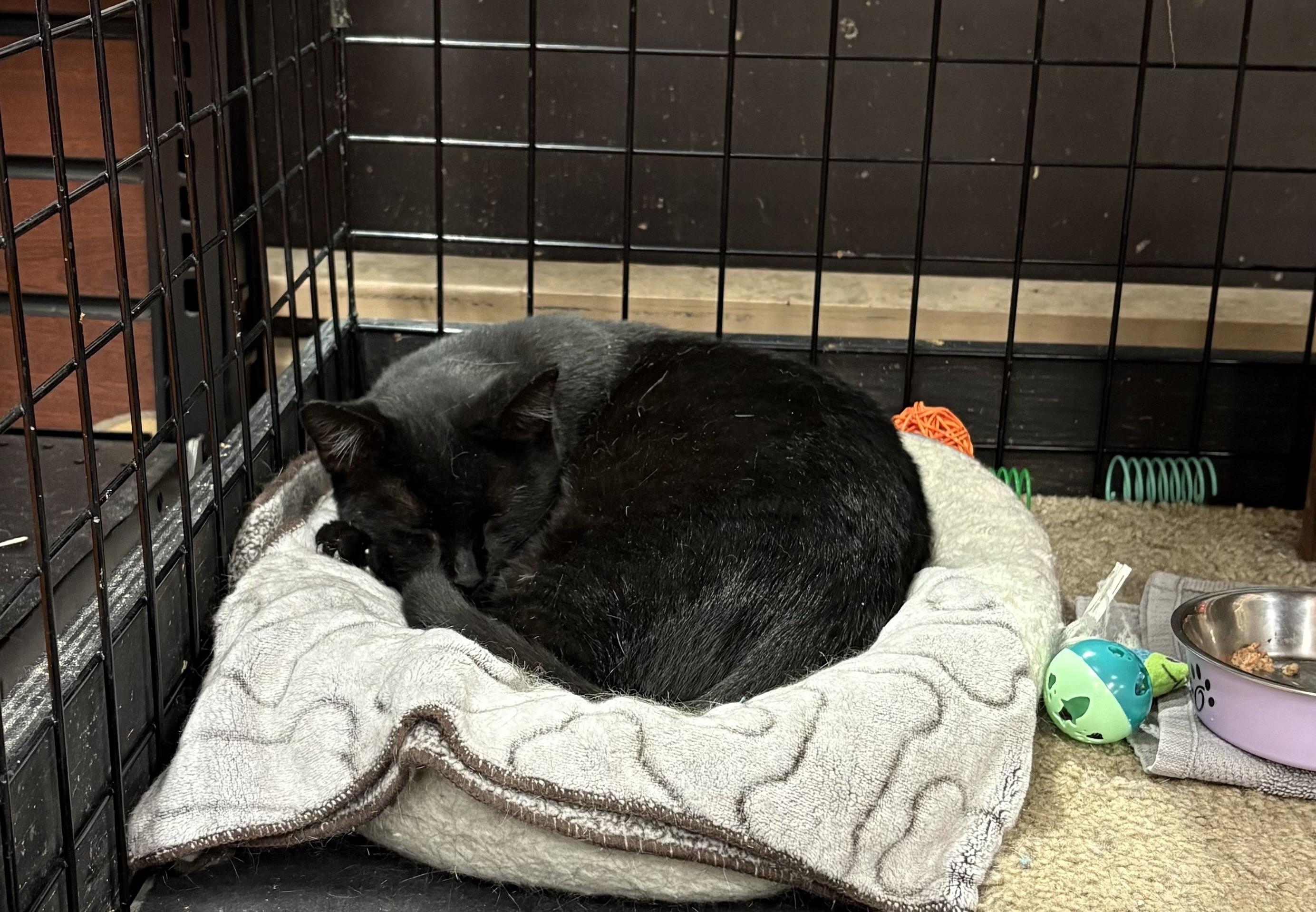 Scotty-Pet Valu Port Credit