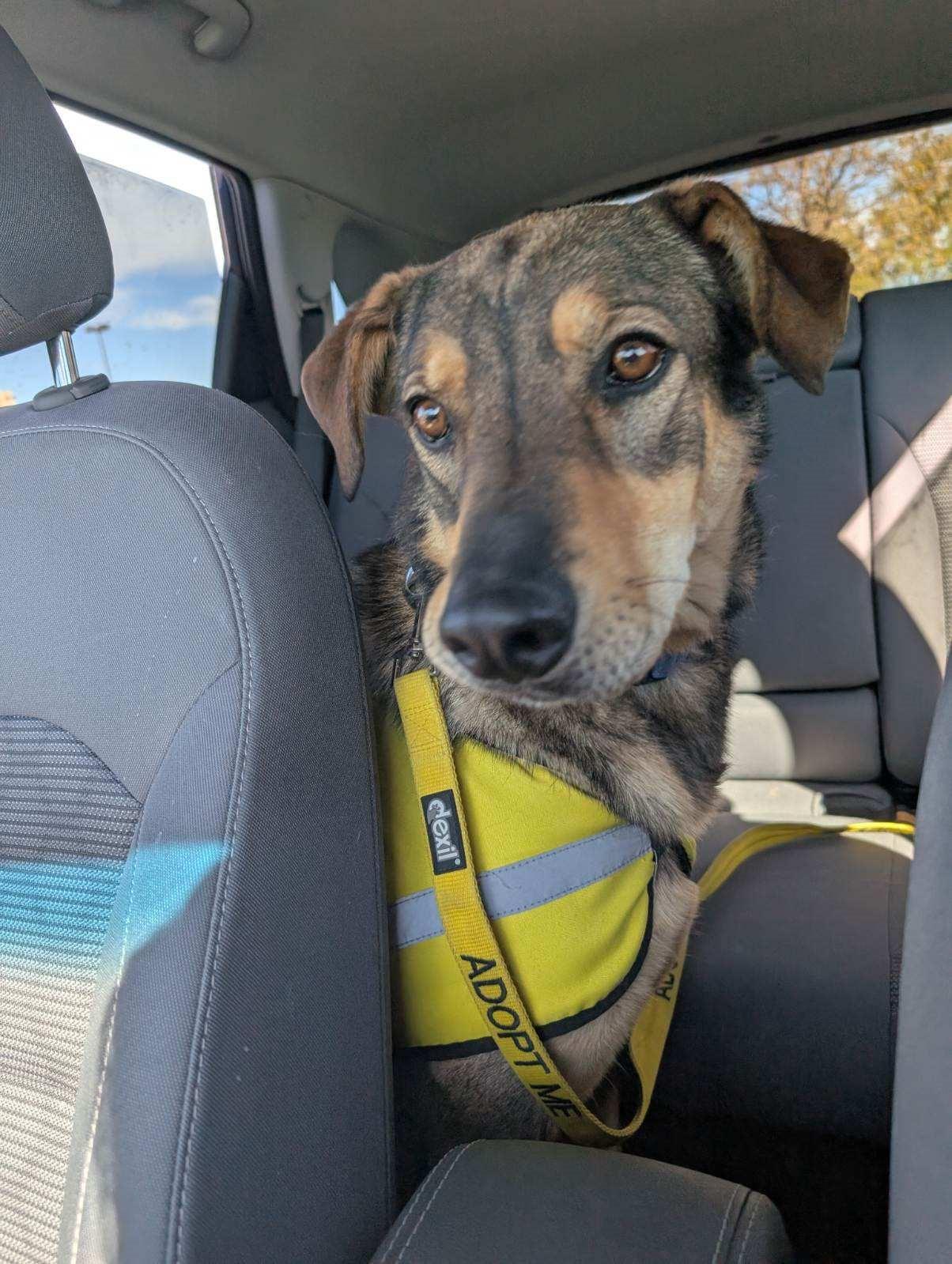 Dusty, an adoptable German Shepherd Dog, Mixed Breed in Bernalillo, NM, 87004 | Photo Image 4
