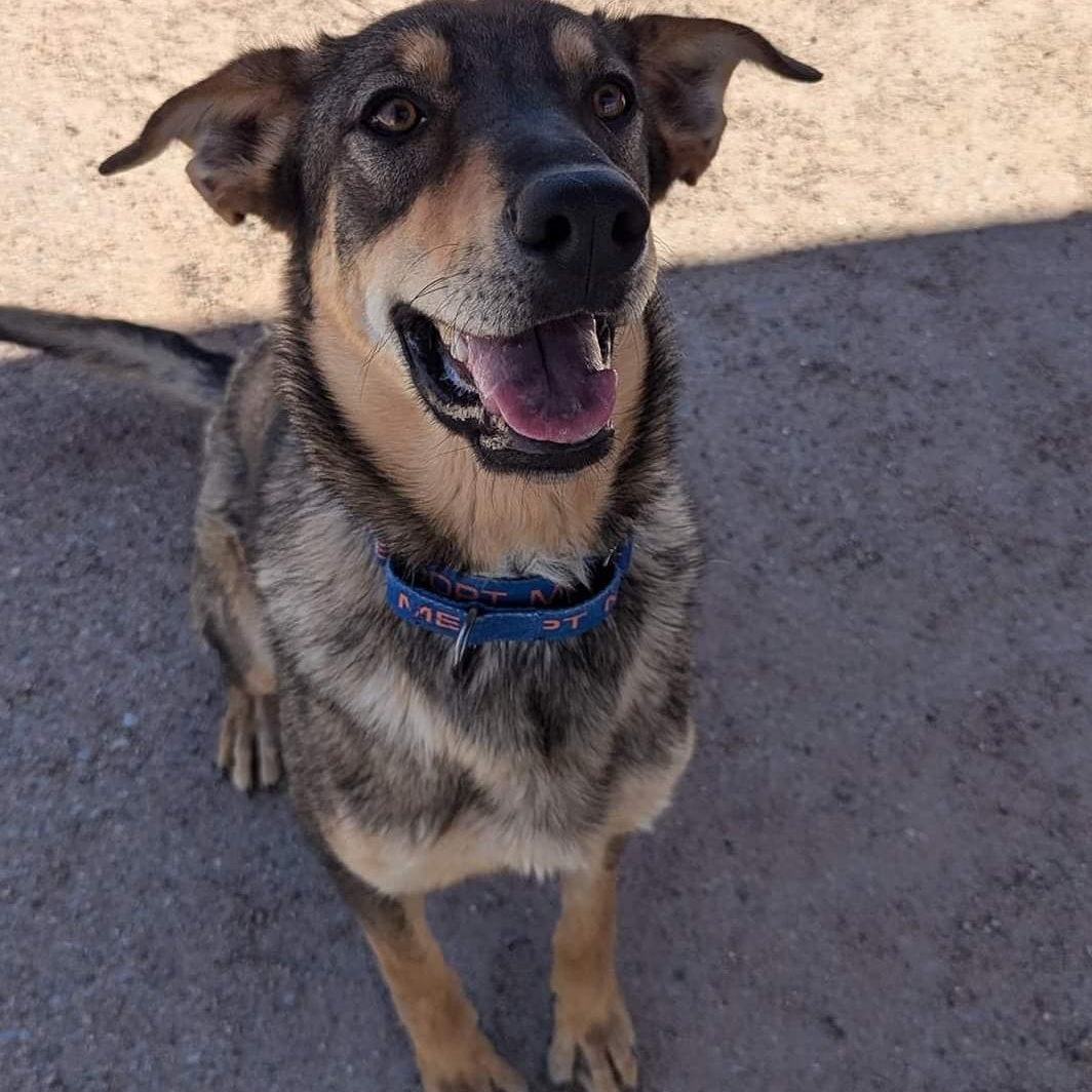 Dusty, an adoptable German Shepherd Dog, Mixed Breed in Bernalillo, NM, 87004 | Photo Image 3