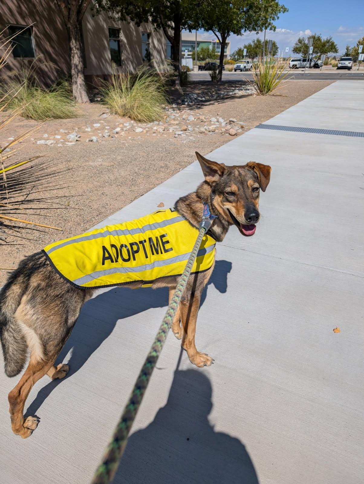 Dusty, an adoptable German Shepherd Dog, Mixed Breed in Bernalillo, NM, 87004 | Photo Image 3