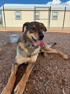Dusty, an adoptable German Shepherd Dog, Mixed Breed in Bernalillo, NM, 87004 | Photo Image 6