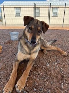 Dusty, an adoptable German Shepherd Dog, Mixed Breed in Bernalillo, NM, 87004 | Photo Image 5