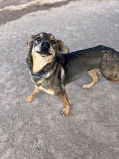 Enlarge Dusty, a Adoptable mixed breed in Bernalillo, NM image 1/6