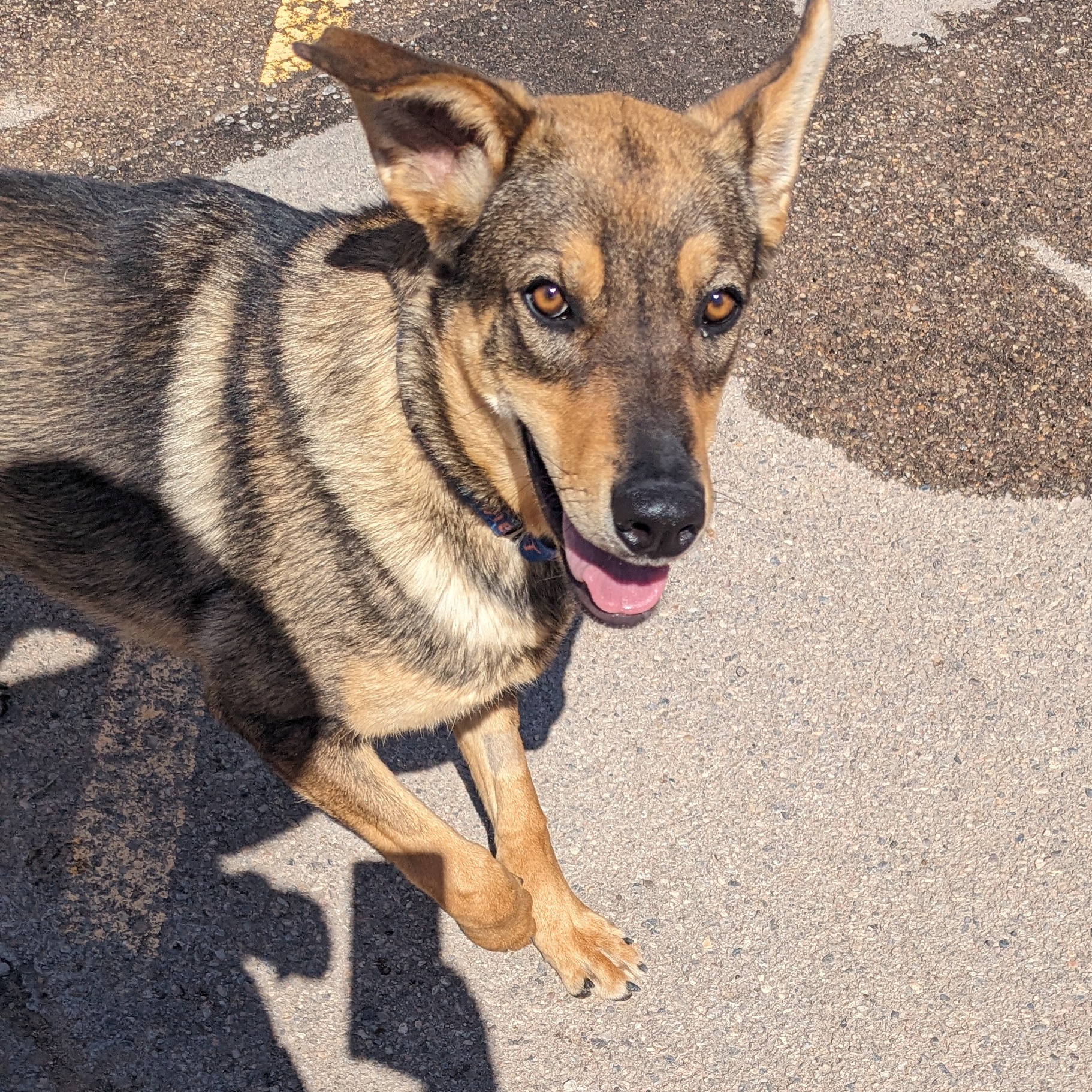 Dusty, an adoptable German Shepherd Dog, Mixed Breed in Bernalillo, NM, 87004 | Photo Image 4
