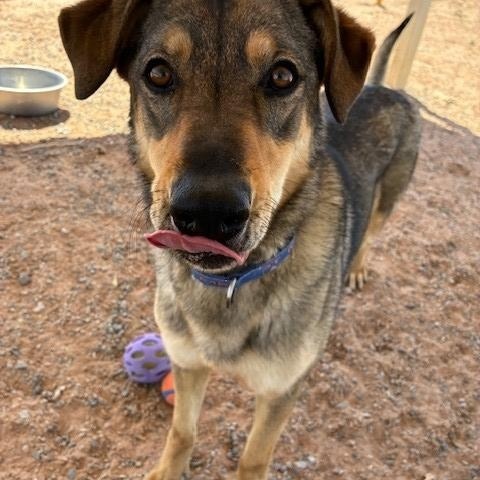 Enlarge Dusty, a Adoptable mixed breed in Bernalillo, NM image 1/5