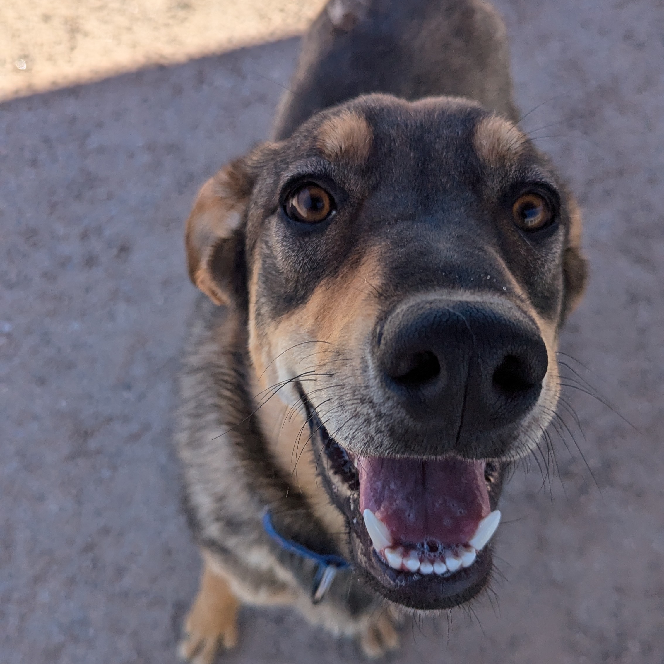 Dusty, an adoptable German Shepherd Dog, Mixed Breed in Bernalillo, NM, 87004 | Photo Image 5