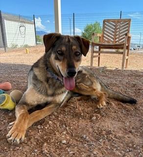 Enlarge Dusty, a Adoptable mixed breed in Bernalillo, NM image 4/5