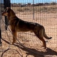 Dusty, an adoptable German Shepherd Dog, Mixed Breed in Bernalillo, NM, 87004 | Photo Image 2