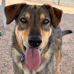 Dusty, Adoptable, Young Male German Shepherd Dog & Mixed Breed.