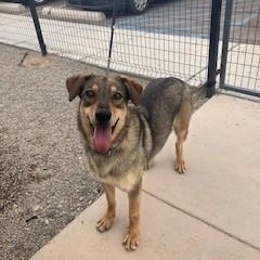 Enlarge Dusty, a Adoptable mixed breed in Bernalillo, NM image 5/5