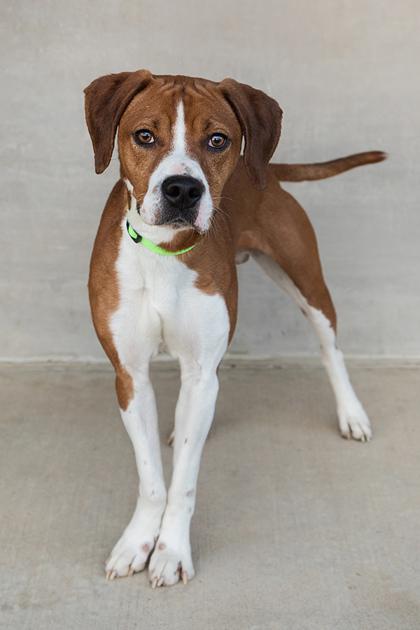 Hank, Adoptable, Young Male Mixed Breed & Mixed Breed.