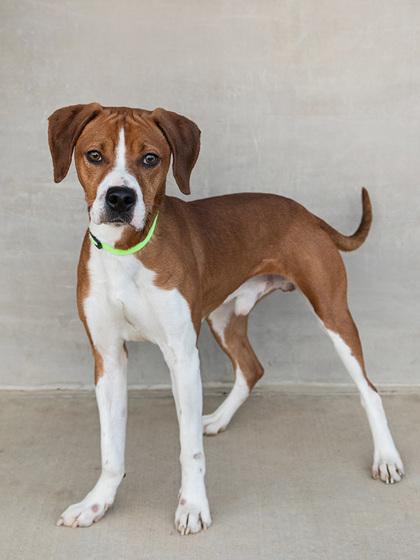 Hank — thumbnail 2