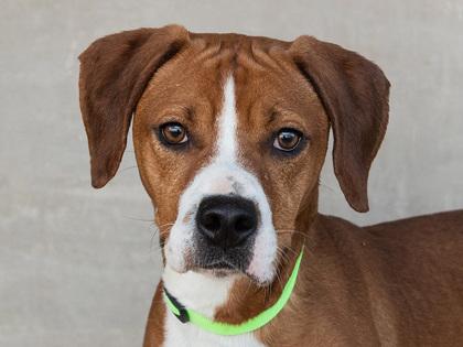 Hank — thumbnail 3