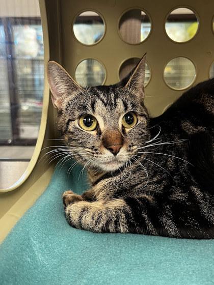Darcy, Adoptable, Young Female Domestic Short Hair & Domestic Short Hair.
