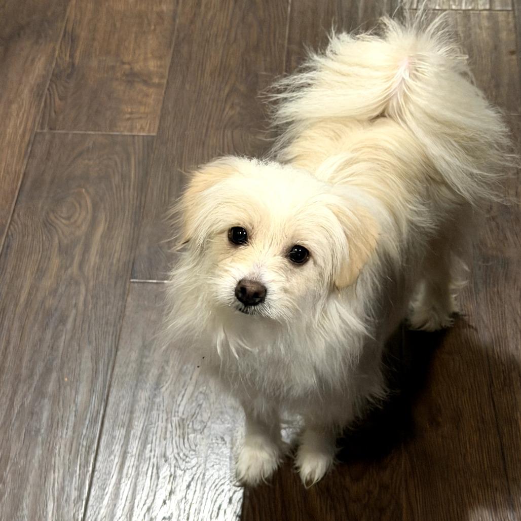 Enlarge Addie, an adopted mixed breed in Helena, AL image 1/1